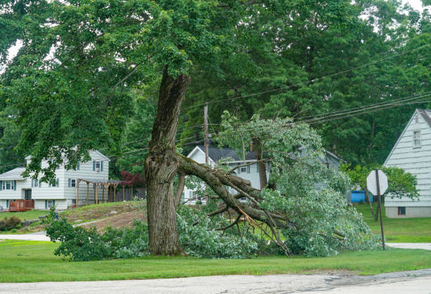 Tree Removal for Businesses in Gordon, GA